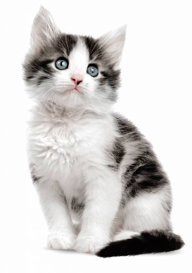 14 x 21 cm Super Matte High - Quality Kitten Jack Wall Sticker
